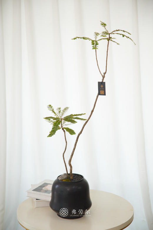 黑盆叶下珠 商品图0