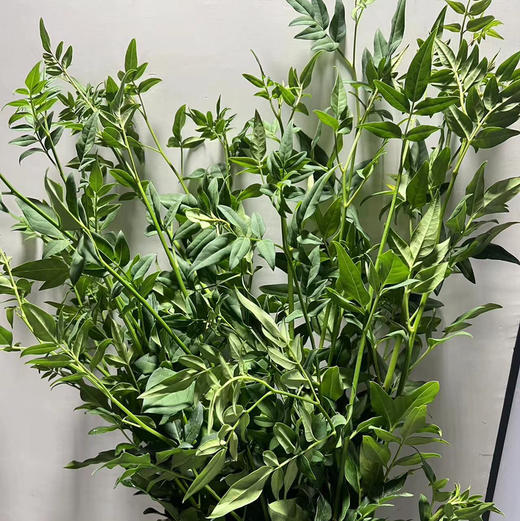 A级九星叶 商品图1