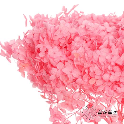 永生绣球 | 粉色 商品图1