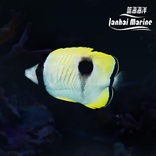 日食蝶 商品图0