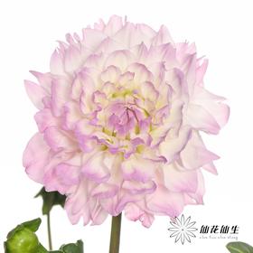 配花 | 大丽花玛格丽塔{轻微瑕疵不售后}