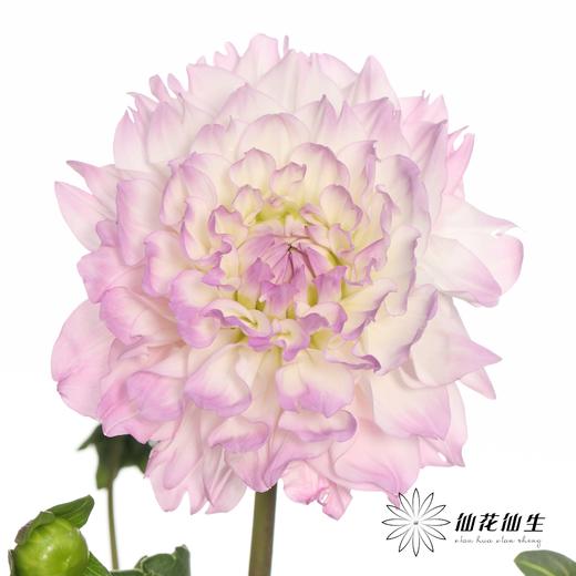 配花 | 大丽花玛格丽塔{轻微瑕疵不售后} 商品图0