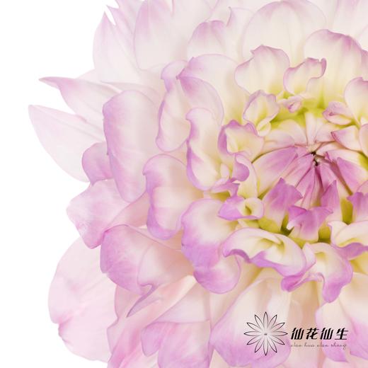 配花 | 大丽花玛格丽塔{轻微瑕疵不售后} 商品图2