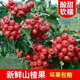 【果中钻石！新鲜山楂果】沂蒙山天然好山楂，酸甜软糯 颜色红润！山楂果新鲜山楂果纯农家鲜大山楂水果货冰糖葫芦天然红果Y