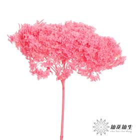 永生绣球 | 粉色