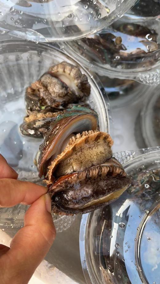 【预售第十轮，5号周五配送】2025舟山野生流网深海梭子蟹，极速送达保鲜不保活介意慎拍 商品图10