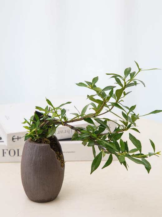 栀子花 商品图0