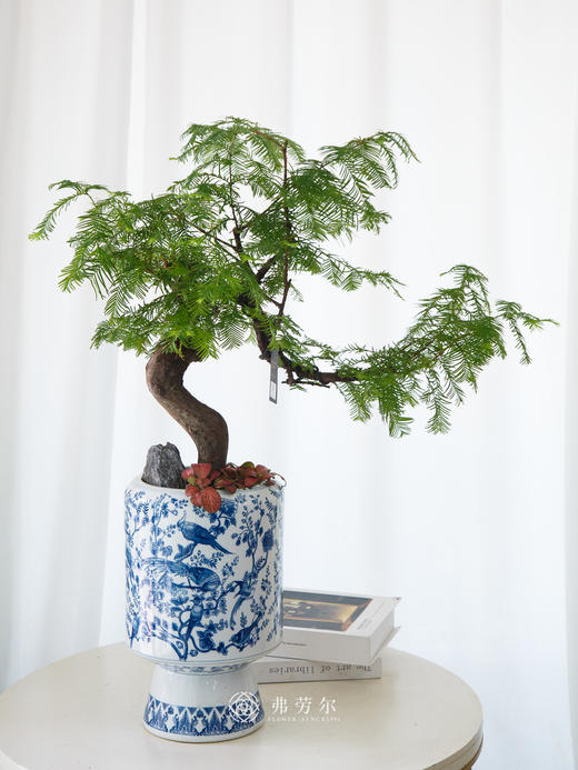 青花瓷盆水杉 商品图0