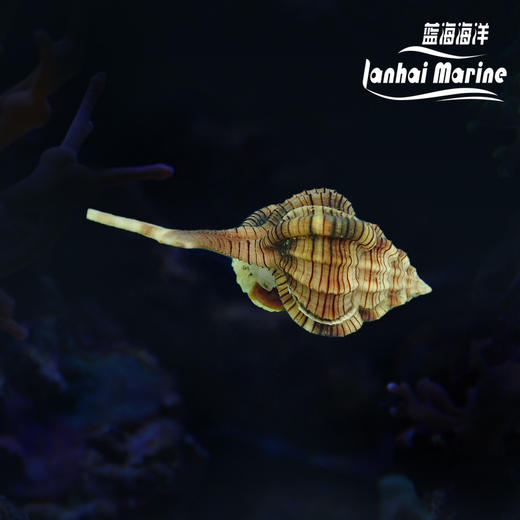 翻沙烟斗螺 商品图0