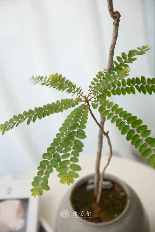 灰盆叶下珠 商品图1