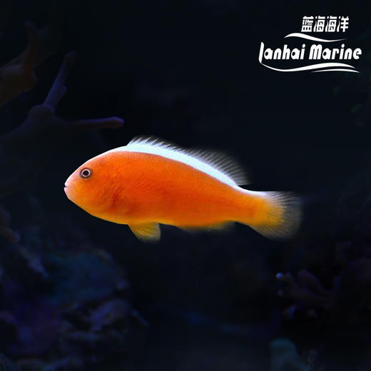 橙公小丑/金线小丑 商品图0