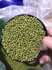 黑土地上的绿豆！【东北农家绿豆】当季绿豆 粗加工保留胚芽 无添加无色素 出沙快 绿豆芽发芽率高 消暑降火 夏季消暑的不二之选~ 商品缩略图3