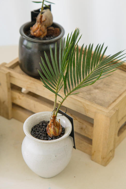 铁树宝宝（一个） 商品图2