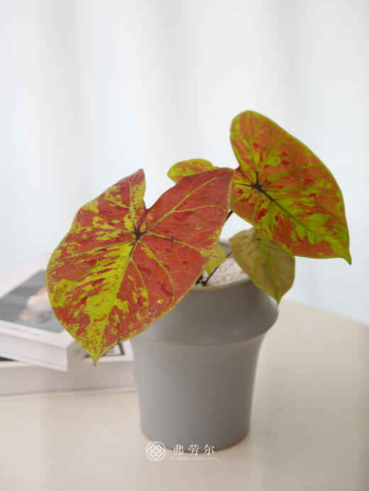 彩叶芋 商品图0