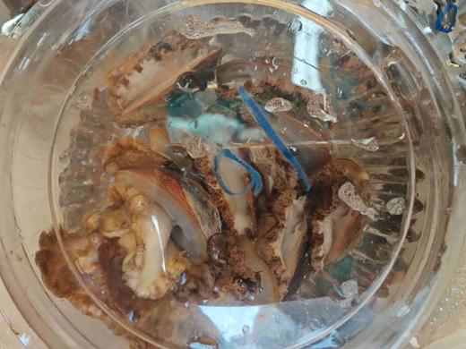 【预售第十轮，5号周五配送】2025舟山野生流网深海梭子蟹，极速送达保鲜不保活介意慎拍 商品图11