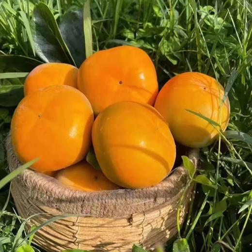 【脆甜不涩口！香甜脆柿子】人工采摘挑选！皮薄肉厚 个头饱满 果香浓郁！现摘新鲜应季水果冰糖甜柿脆甜可口脆柿子Y 商品图3