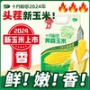 【24年新玉米】十月稻田东北糯玉米棒  香甜糯|东北粘苞米|可拉丝真空 商品缩略图5
