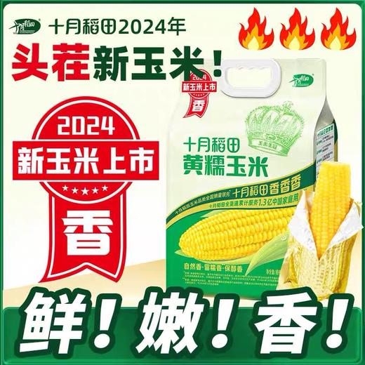 【24年新玉米】十月稻田东北糯玉米棒  香甜糯|东北粘苞米|可拉丝真空 商品图5