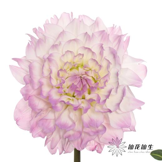 配花 | 大丽花玛格丽塔{轻微瑕疵不售后} 商品图5