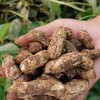新鲜湿花生 500g 商品缩略图1