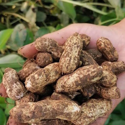 新鲜湿花生 500g 商品图1