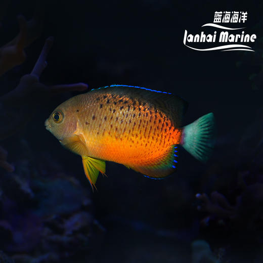 红闪电 商品图0