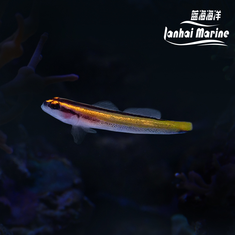 人工金灯虾虎