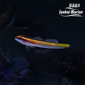 人工金灯虾虎