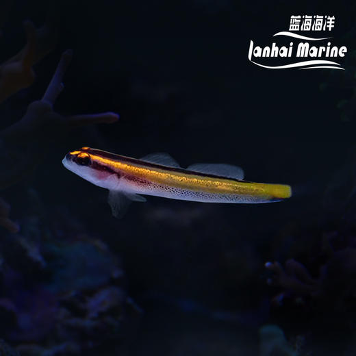 人工金灯虾虎 商品图0