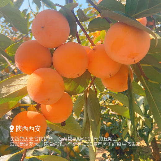 【福利水果 可以吸着吃的溏心火晶柿子】3斤装  果皮薄  无丝无核  鲜甜多汁  口感滑滑的如果冻一般  不涩嘴  放软了比蜜甜  远离工业污染 0农药0催熟0打蜡~ 商品图4