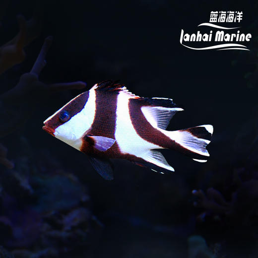 川纹笛鲷 商品图0