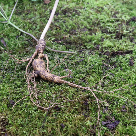 【2025门店请货】正安20年野山参鲜参  籽货鲜参   大于21g/根 商品图3