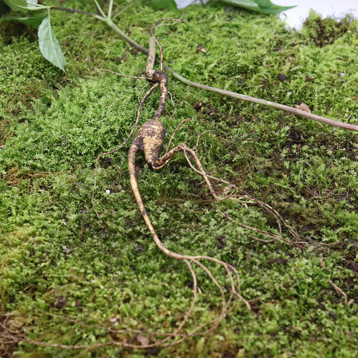 【2025门店请货】正安20年野山参鲜参  籽货鲜参   大于21g/根 商品图8