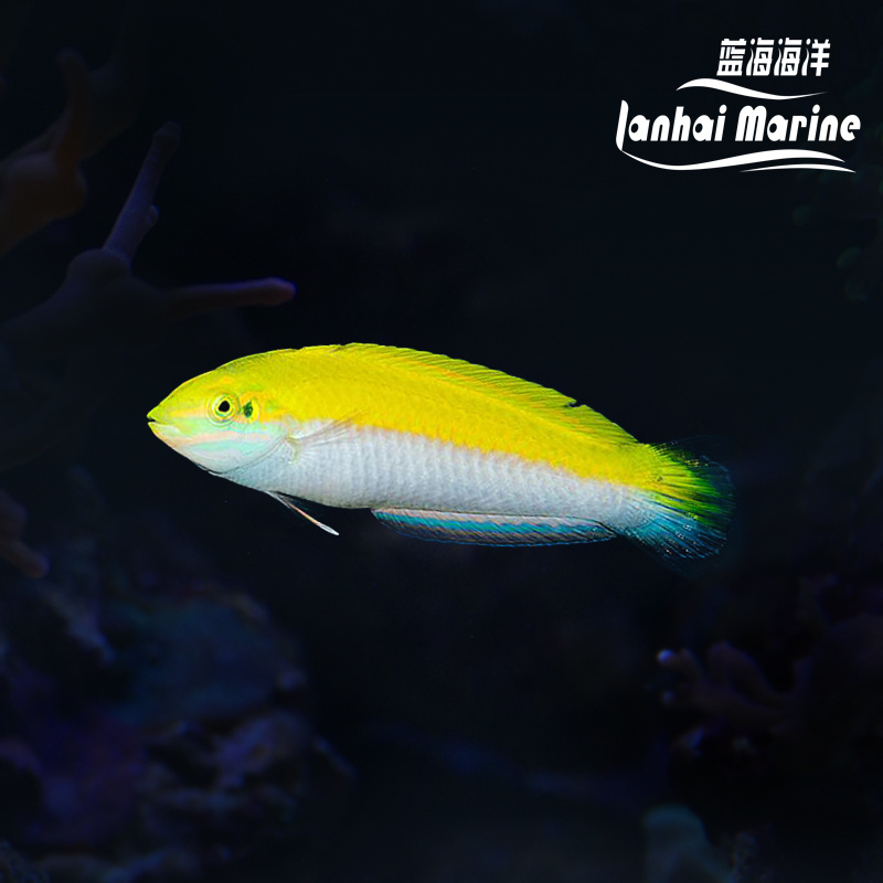 白肚黄龙（除蚓螺）