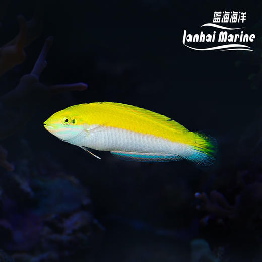 白肚黄龙（除蚓螺） 商品图0