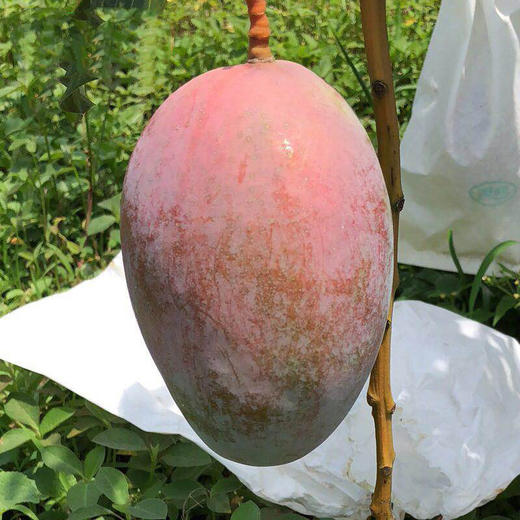 【甜美多汁！凯特大芒果】四川攀枝花凯特芒 1/8斤新鲜大脸芒甜糯芒果应季水果，口感丰富细腻，回味无穷。ry 商品图3