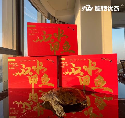 【分销】稻田里的甲鱼 农家户外稻田河流自然生长精品高品质鳖 商品图10