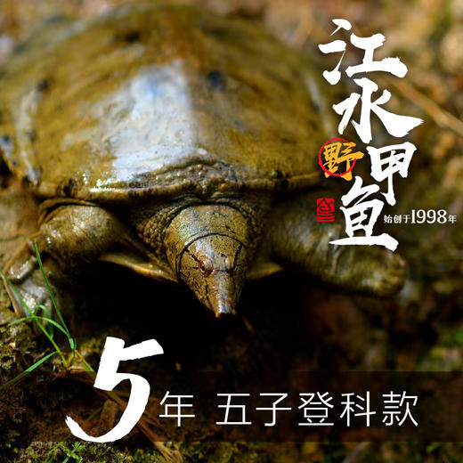 【分销】稻田里的甲鱼 农家户外稻田河流自然生长精品高品质鳖 商品图7