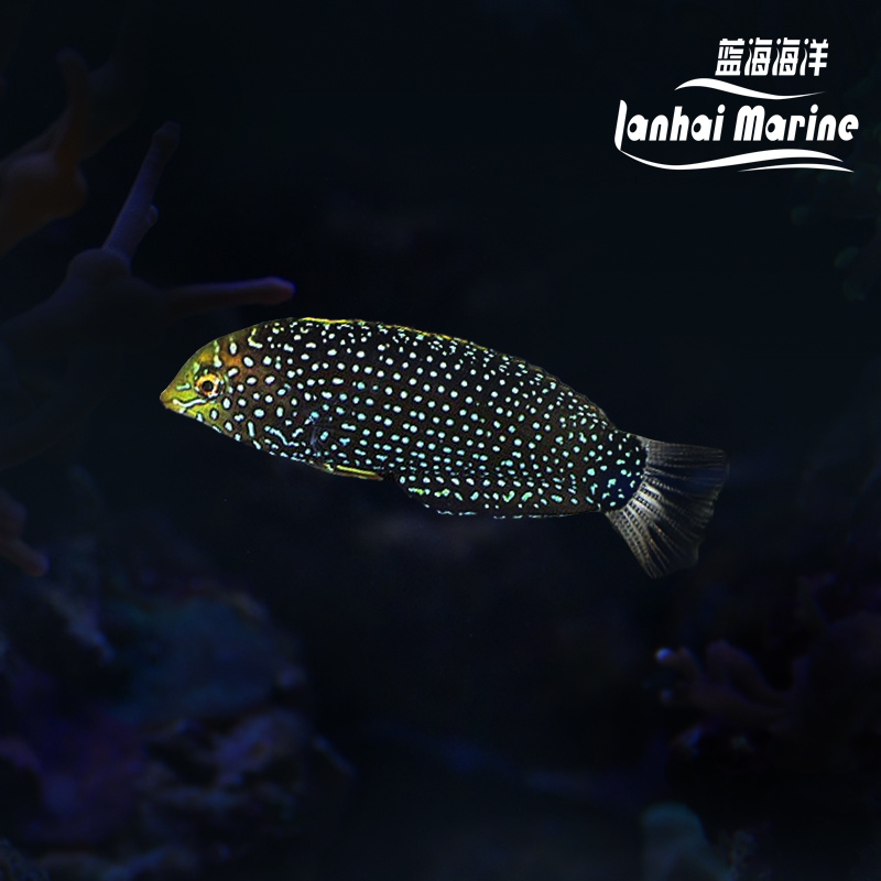 黑珍珠龙