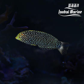 黑珍珠龙
