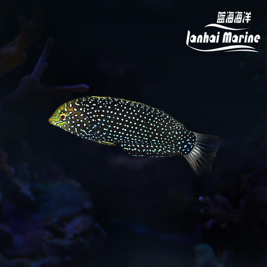 黑珍珠龙 商品图0