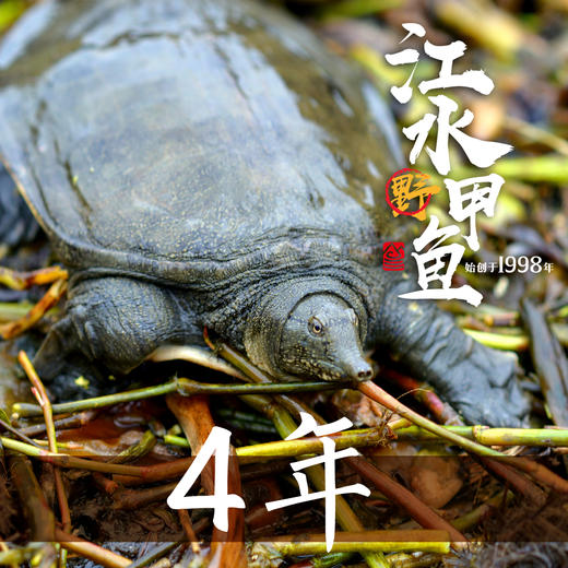 【分销】稻田里的甲鱼 农家户外稻田河流自然生长精品高品质鳖 商品图6