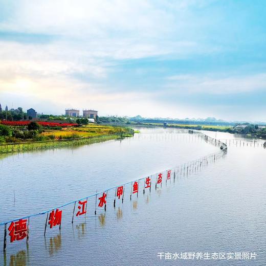 【分销】稻田里的甲鱼 农家户外稻田河流自然生长精品高品质鳖 商品图9