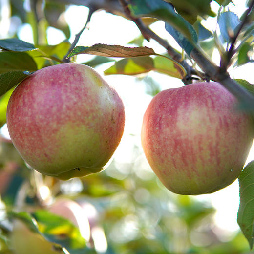 有机早熟苹果 | 合作生产 *Organic precocious apple | Partner Production 商品图4