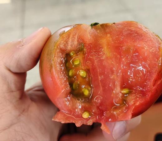 有机番茄 商品图4