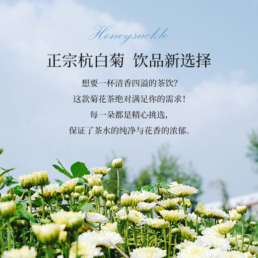 杭白菊花茶&金丝皇菊【产地直发】@妈妈农场 商品图1