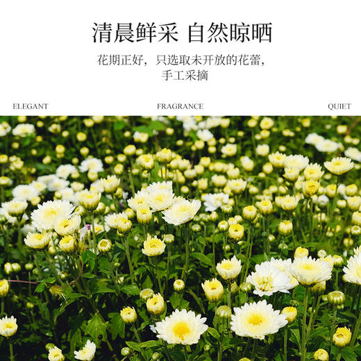 杭白菊花茶&金丝皇菊【产地直发】@妈妈农场 商品图2