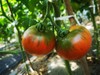 有机番茄 商品缩略图7