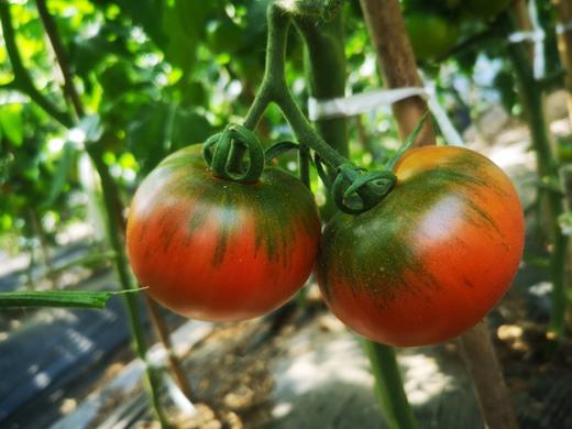 有机番茄 商品图7