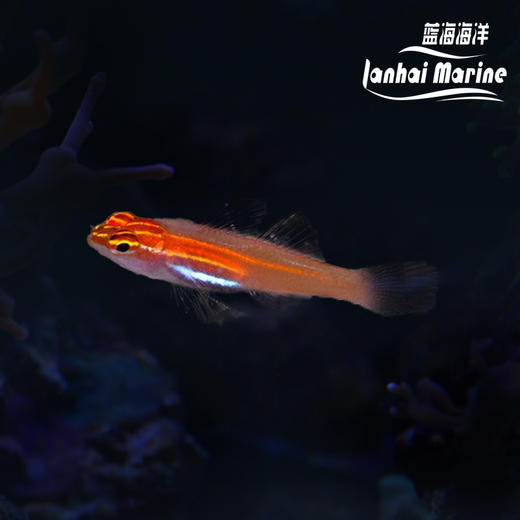 红灯虾虎 商品图0